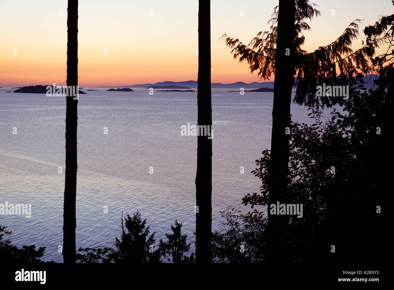 Sunset sky over the ocean nature scenery view through tall cedar trees. Strait of Georgia, Salish Sea, Pacific Ocean in Nanaimo, Vancouver Island, BC, Stock Photo
