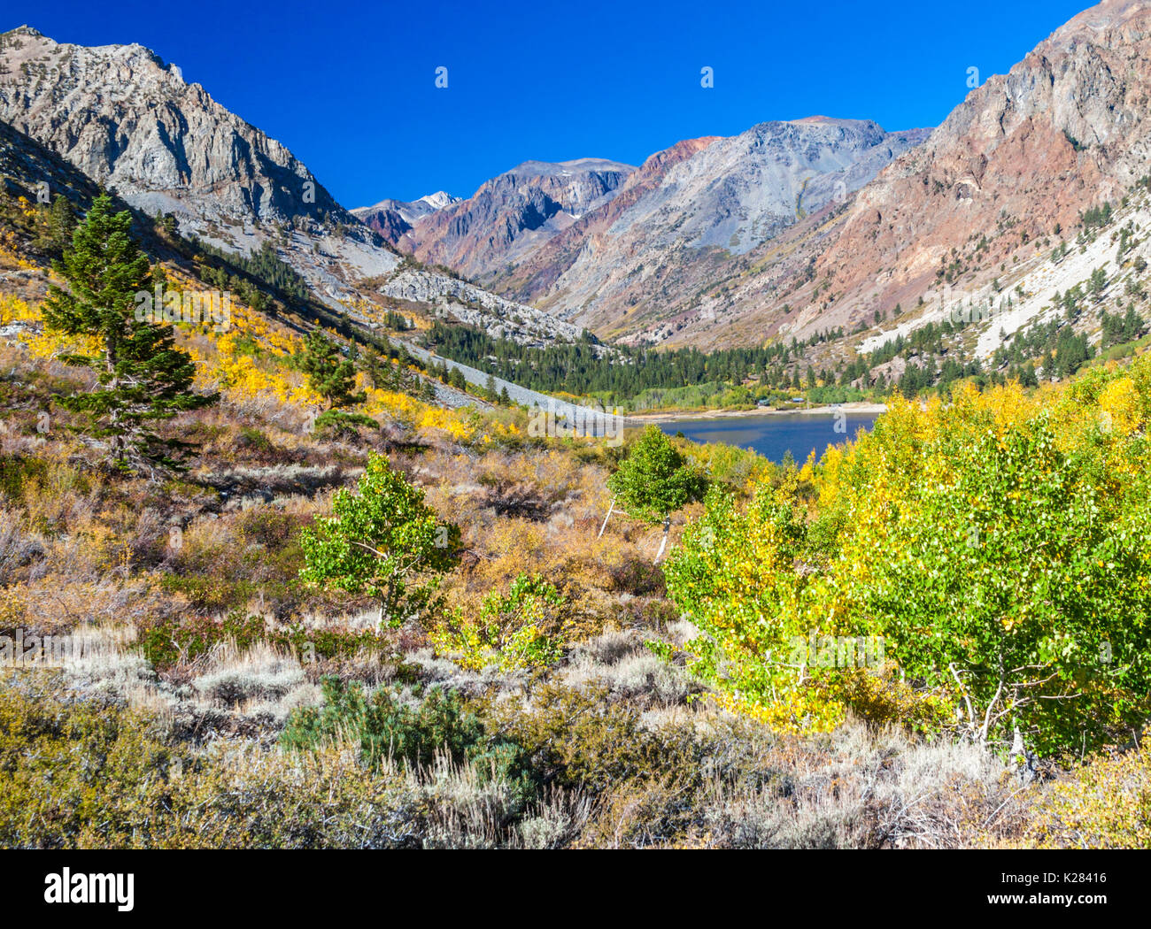 Colorful leaves in autumn seen on hike  at Lundy Canyon in the Eastern Sierra Nevada in Northern California Stock Photo