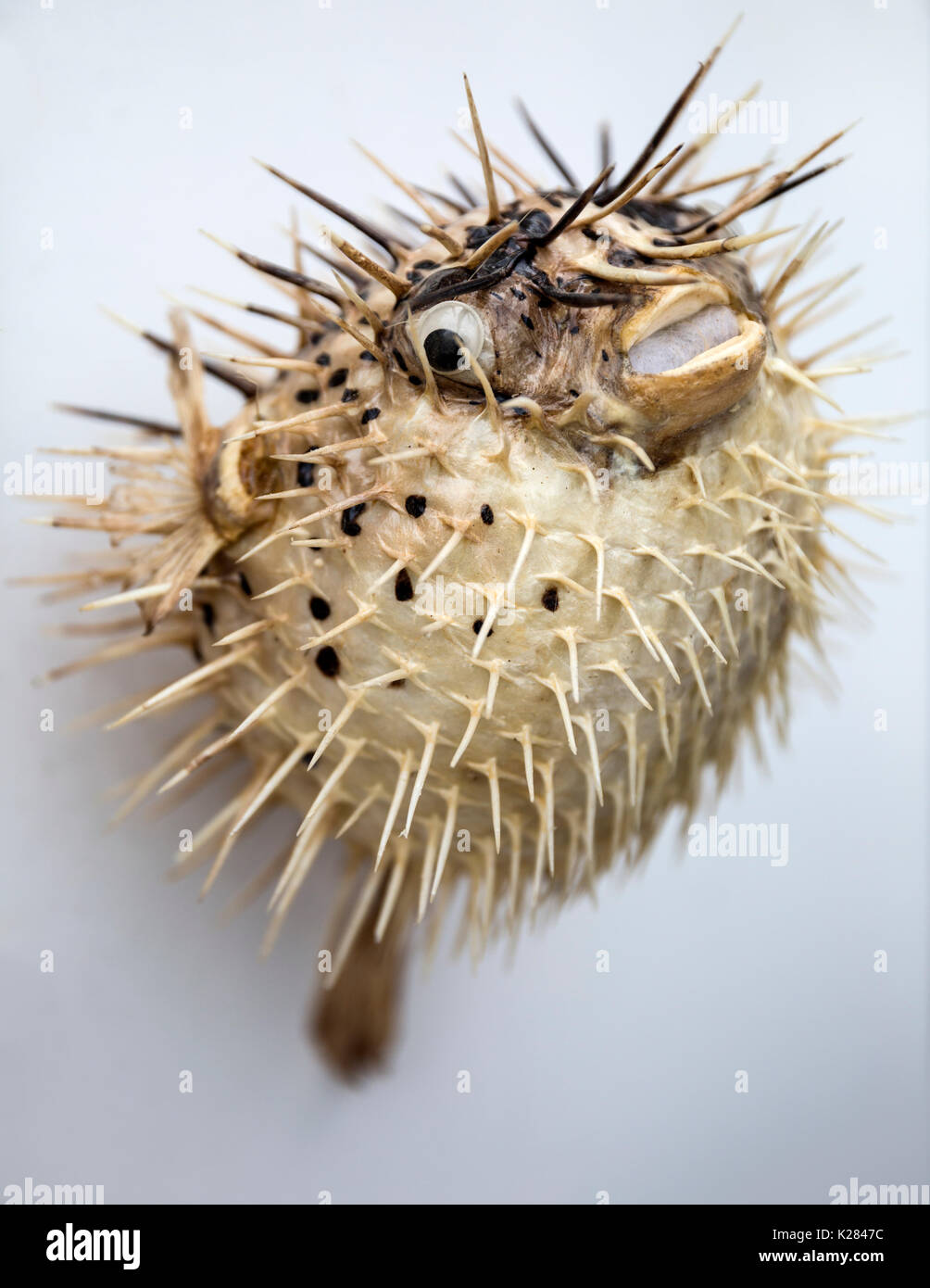 stuffed puffer fish
