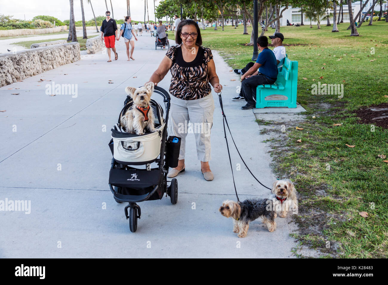 Miami Beach Florida,Lummus Park,promenade,walking dogs,stroller,pet pets,Hispanic Latin Latino ethnic immigrant immigrants minority,adult adults woman Stock Photo