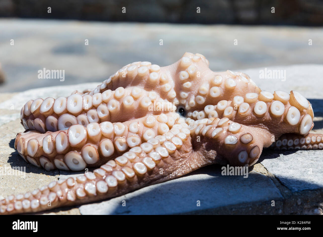 Dead octopus hires stock photography and images Alamy