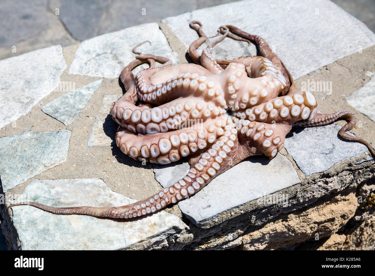 Dead octopus hires stock photography and images Alamy