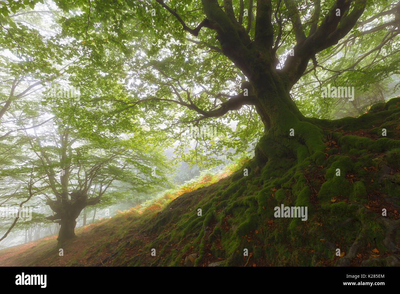 Tree roots in a misty forest Stock Photo - Alamy