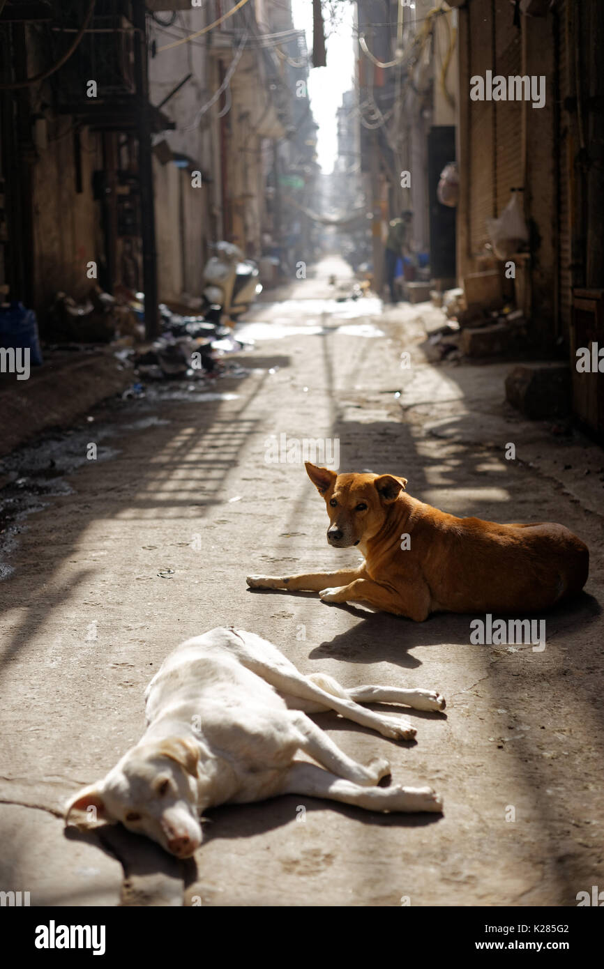 Karol Bagh, Delhi, India. Two stray dogs relax in the early morning before the busy market starts. Stock Photo