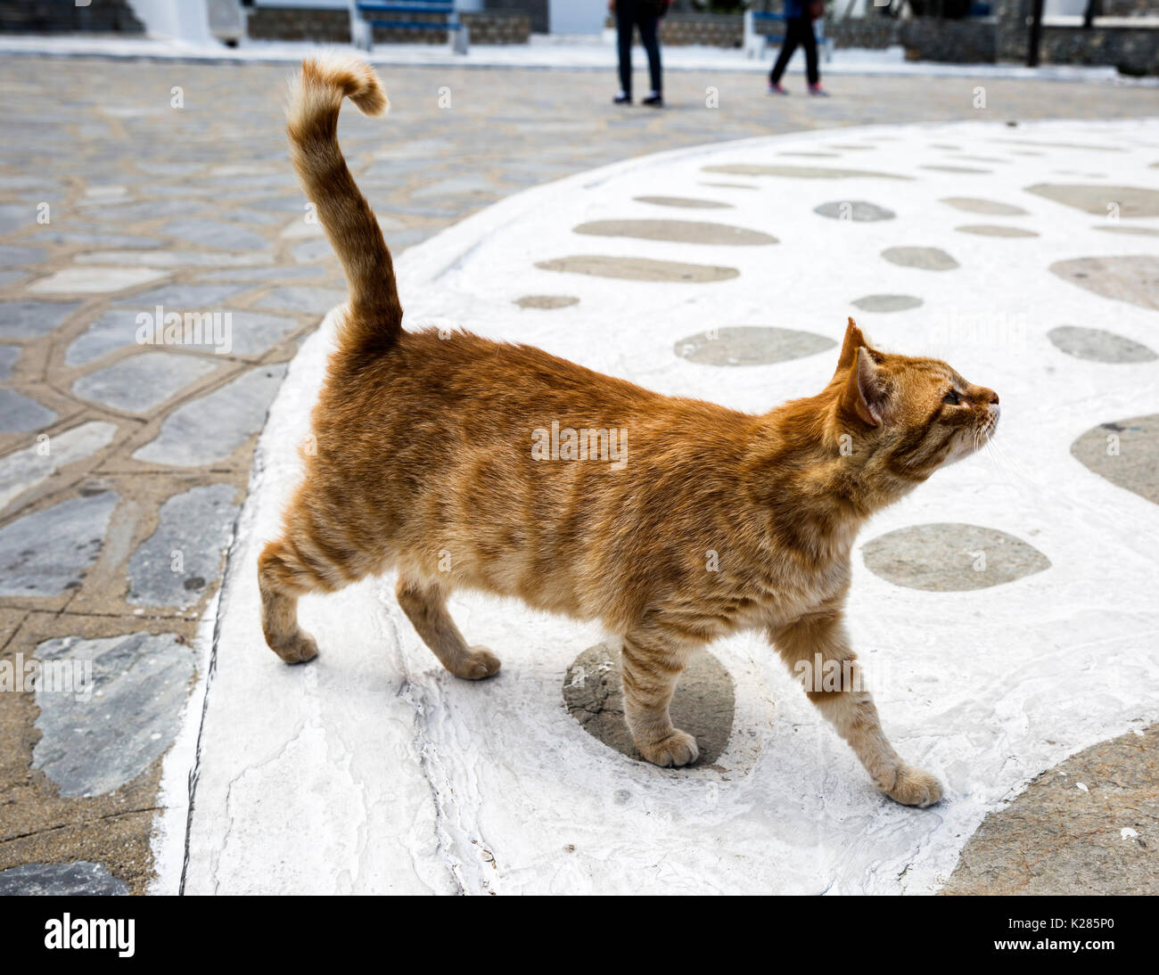 Ginger cat walking along with its tail in the air, Ano Mera, Mykonos, Greece. Stock Photo