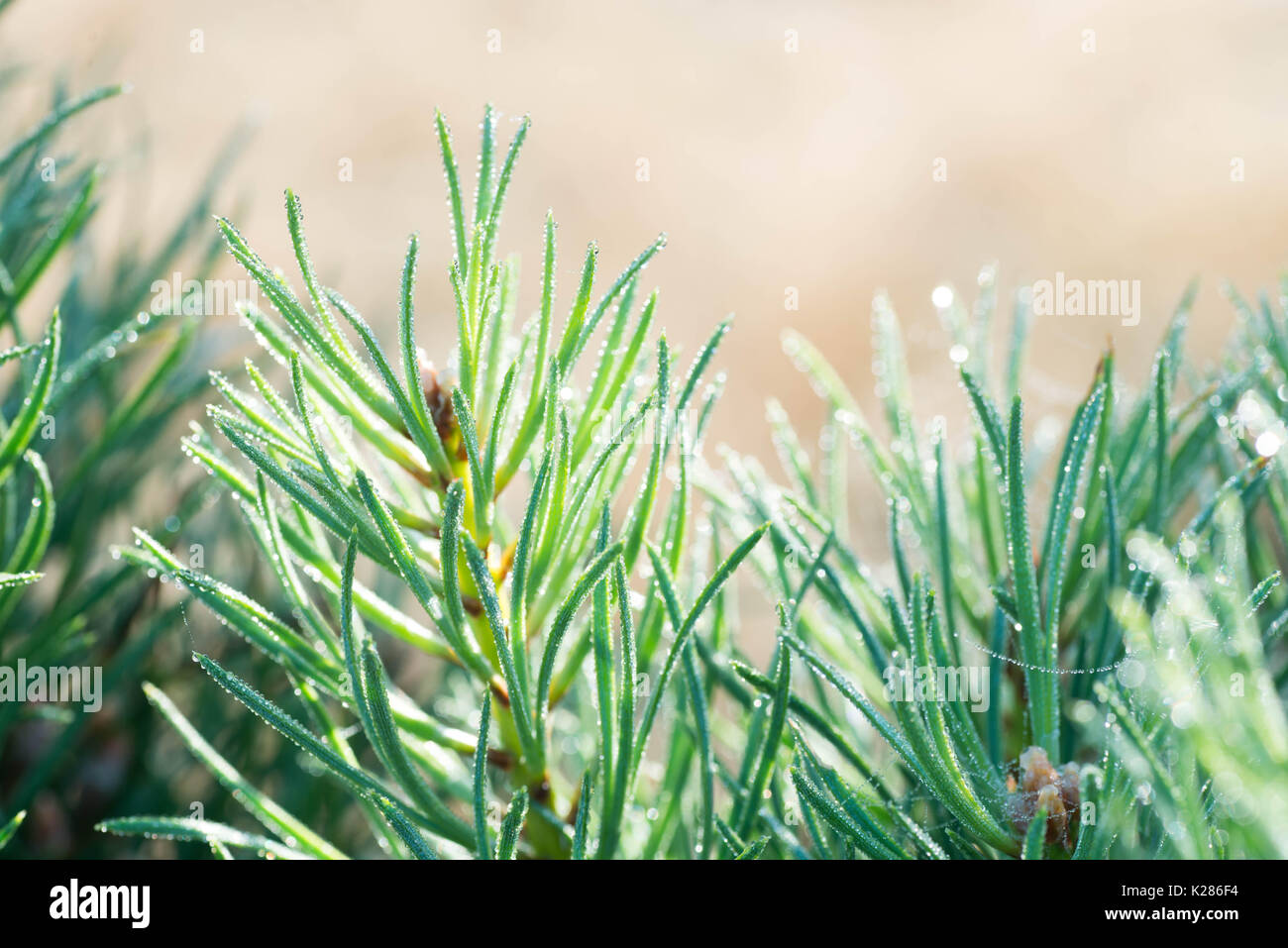 closeup to pine twig with dew drops selective focus Stock Photo