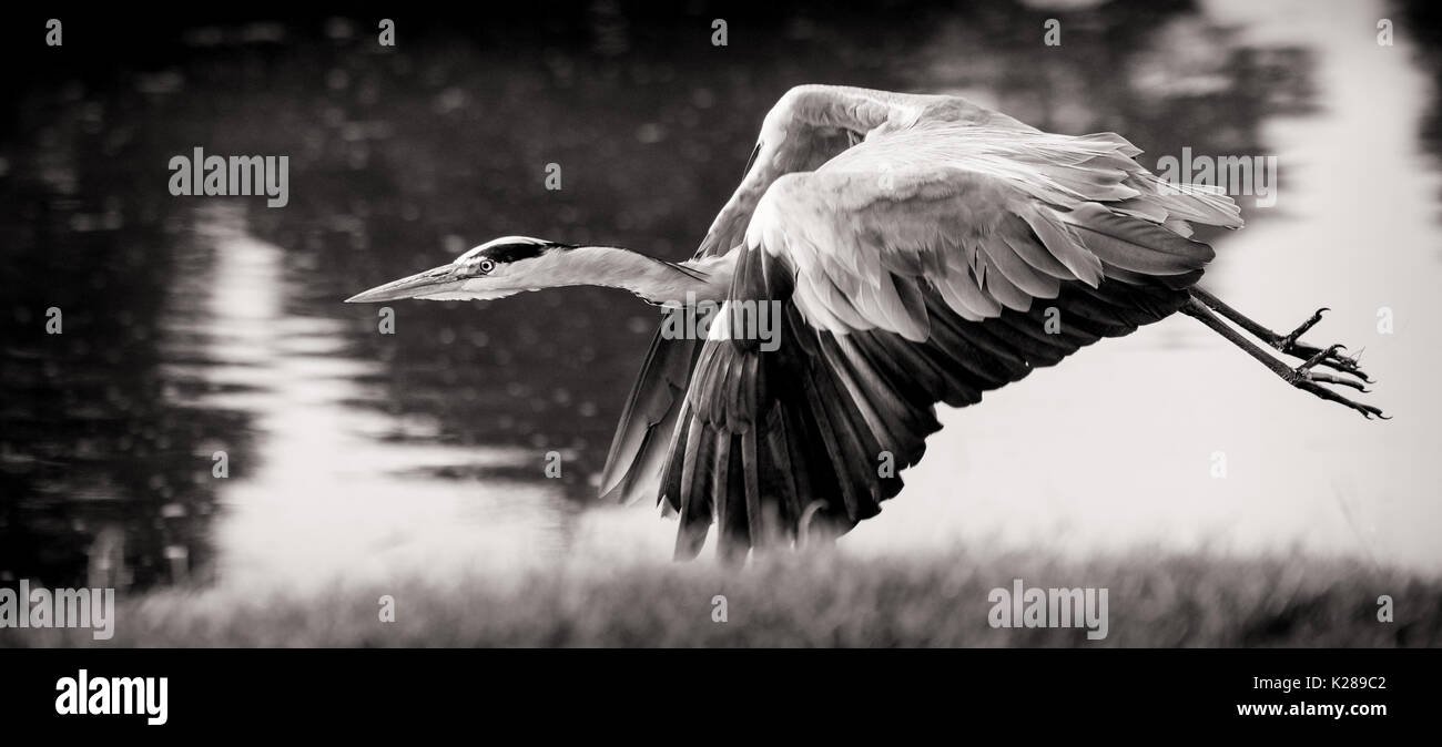 A heron, in flight, over water in Bushy Park, West London Stock Photo
