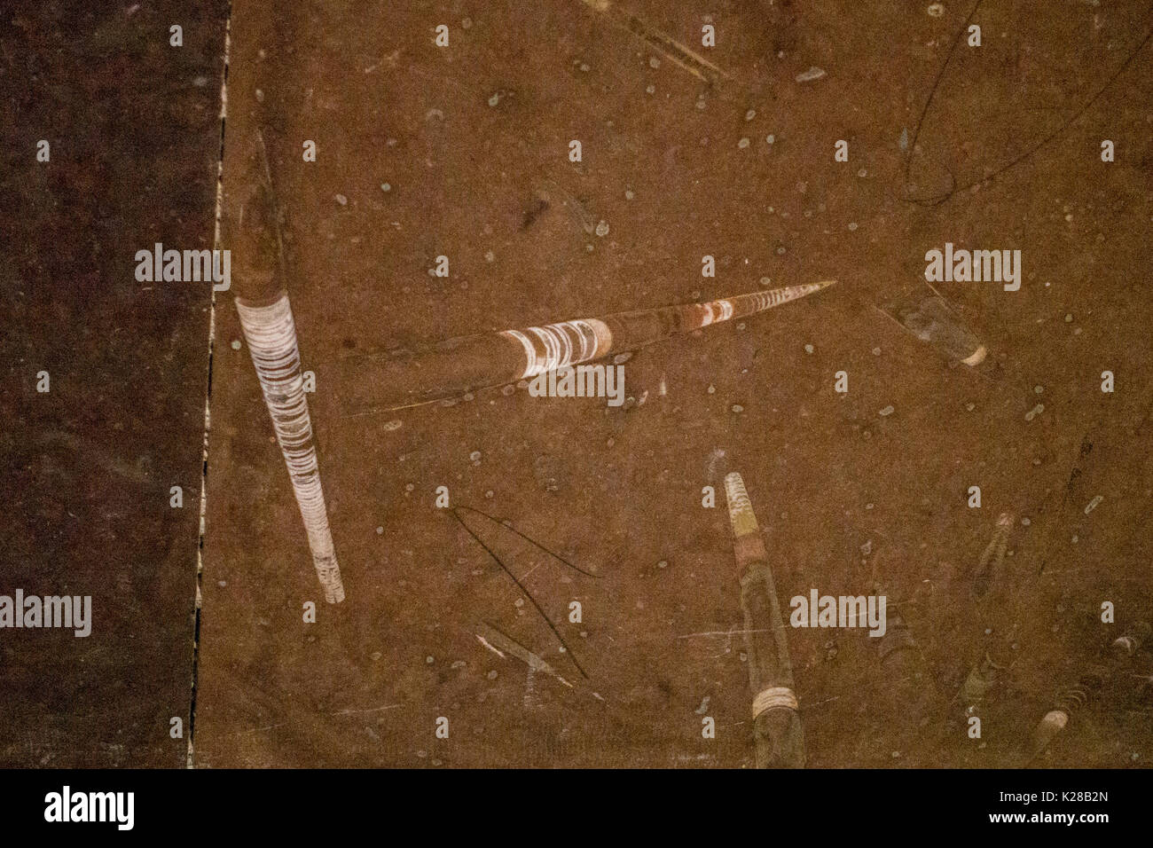 fossils in marble are not uncommon Stock Photo