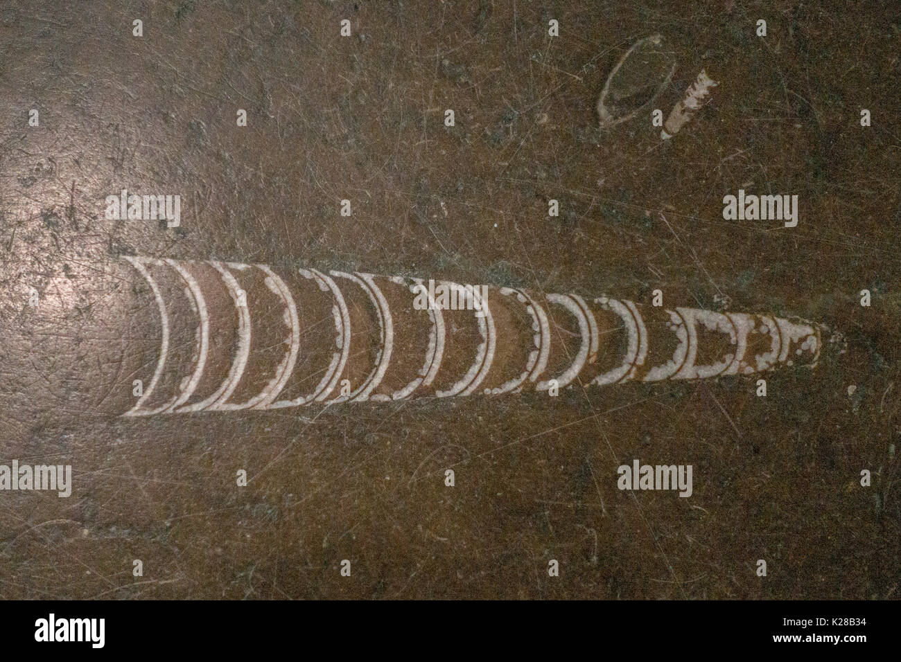 fossils in marble are not uncommon Stock Photo