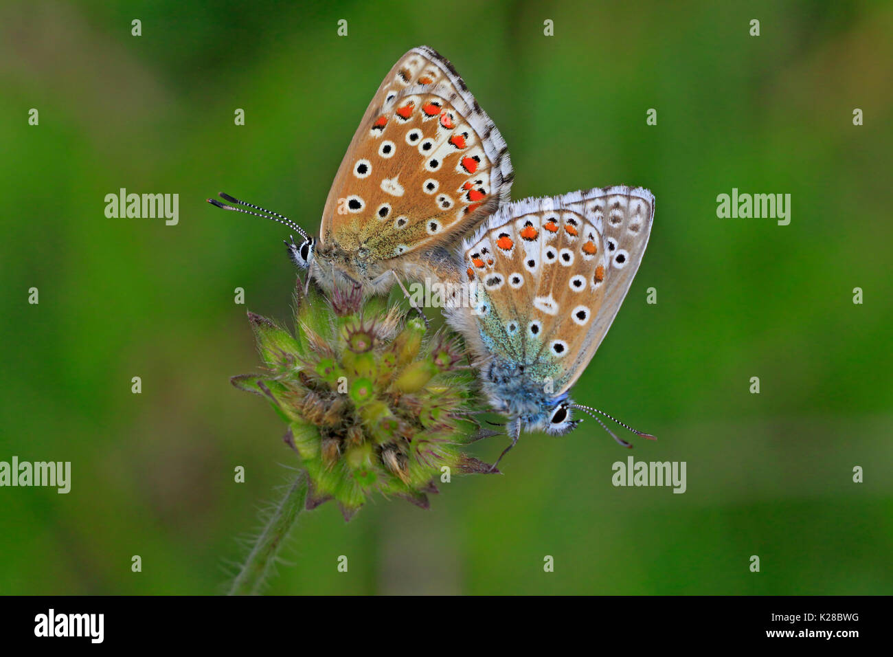 Mating Adonis Blue Butterflies in the Cotswolds UK Stock Photo Alamy