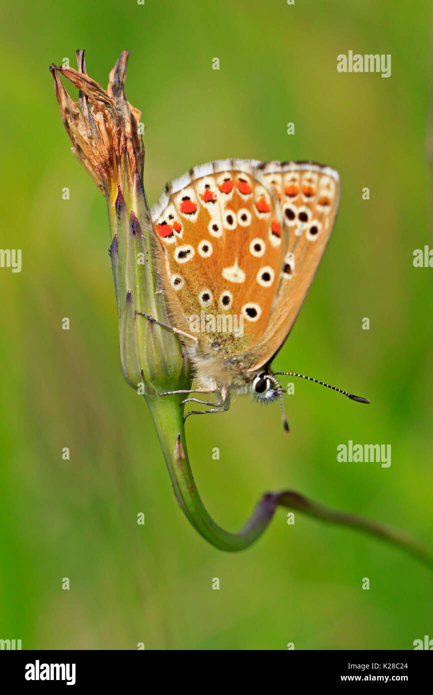 Perched Female Adonis Blue Butterfly in the Cotswolds UK Stock Photo