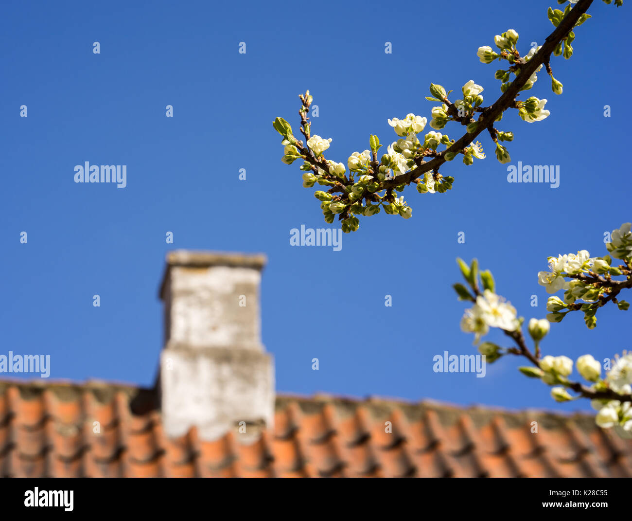 Close-up of roof and chimney against the blue sky with blushing apple trees in the foreground Stock Photo