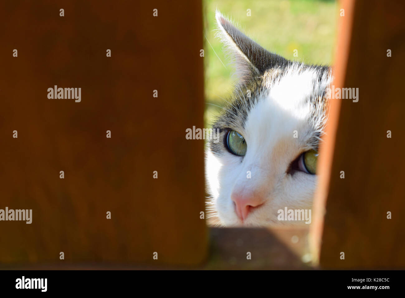 Domestic cat peeking from behind wooden fence and looking at camera. Stock Photo