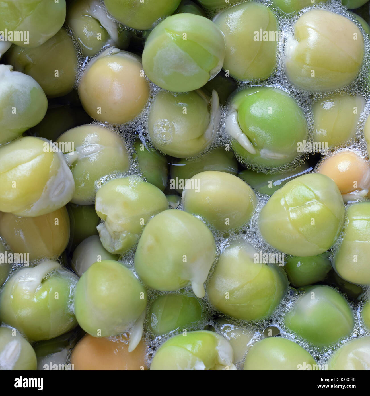 Close up of dried green peas soaked in cold water. Stock Photo