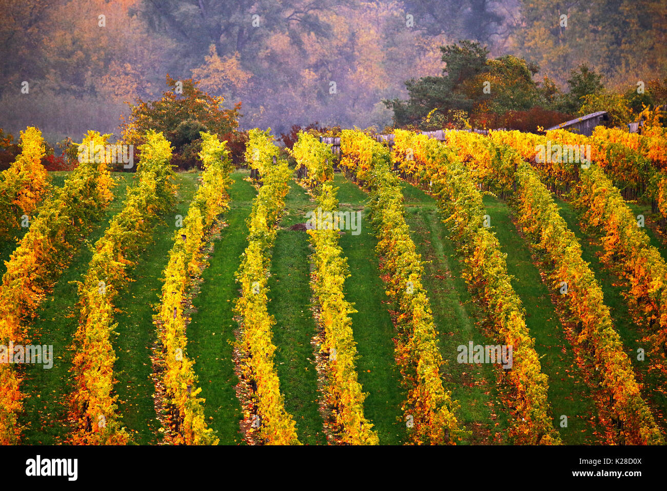 Colorful autumn in vine yards, Austria. Hills of Lower Austria. Wachau valley Stock Photo
