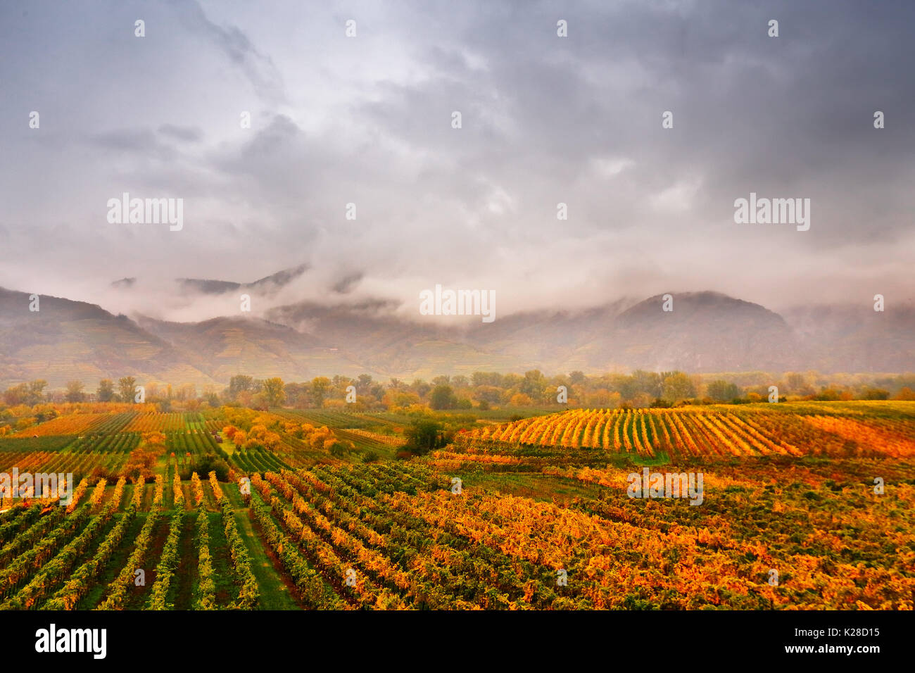 Panorama of Wachau valley. Colorful autumn in vine yards, Austria. Hills of Lower Austria Stock Photo