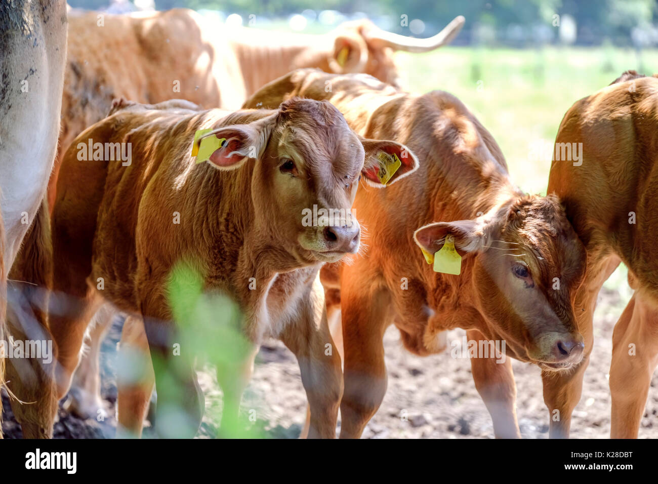 Mother Cows with calfs on the Pasture on a sunny summer day Stock Photo
