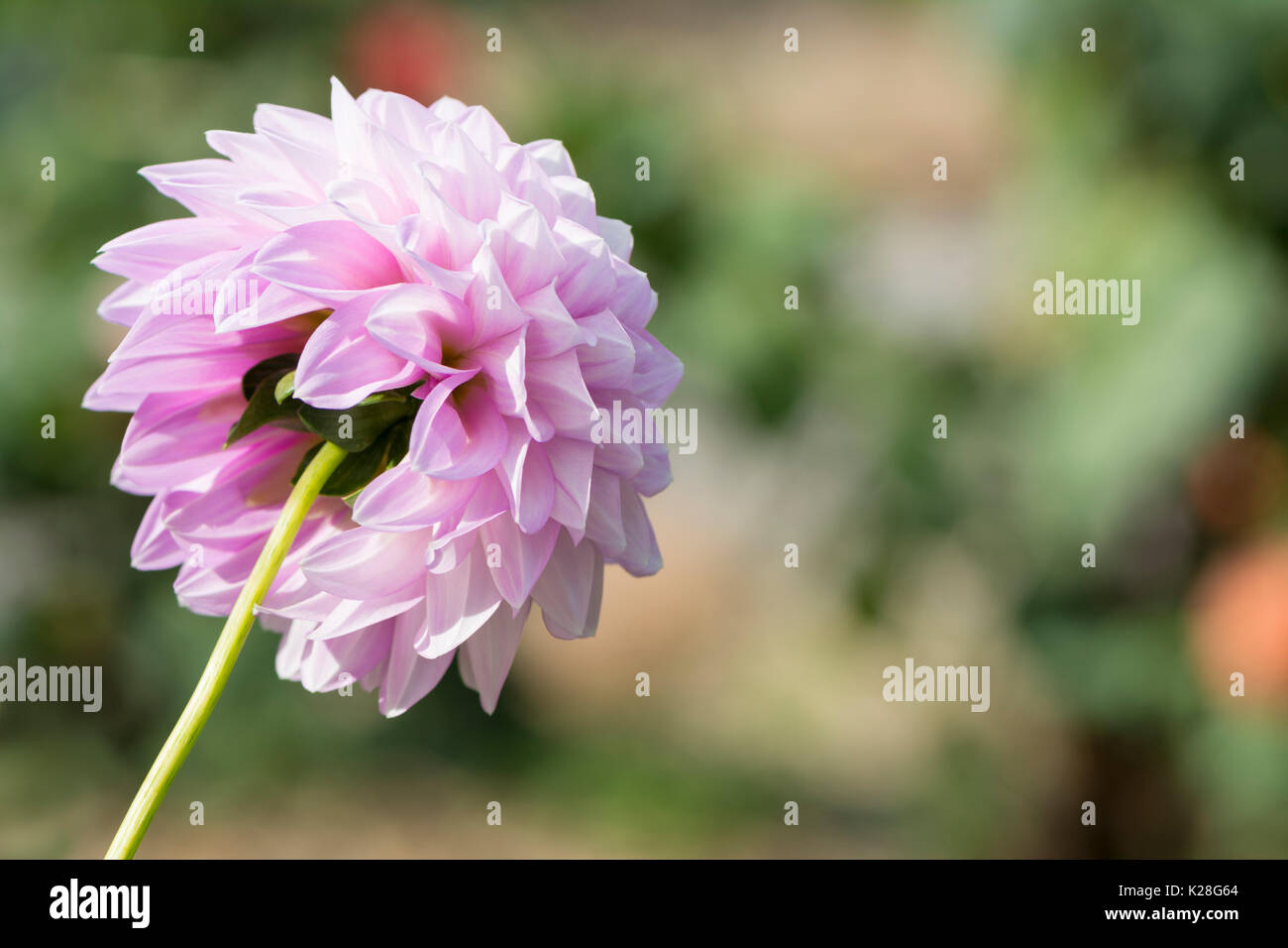 Pastel pink/purple Devon Mystique Dahlias facing away from the camera.  Mottled multicoloured bokeh background. Shallow depth of field used just on  the Stock Photo - Alamy