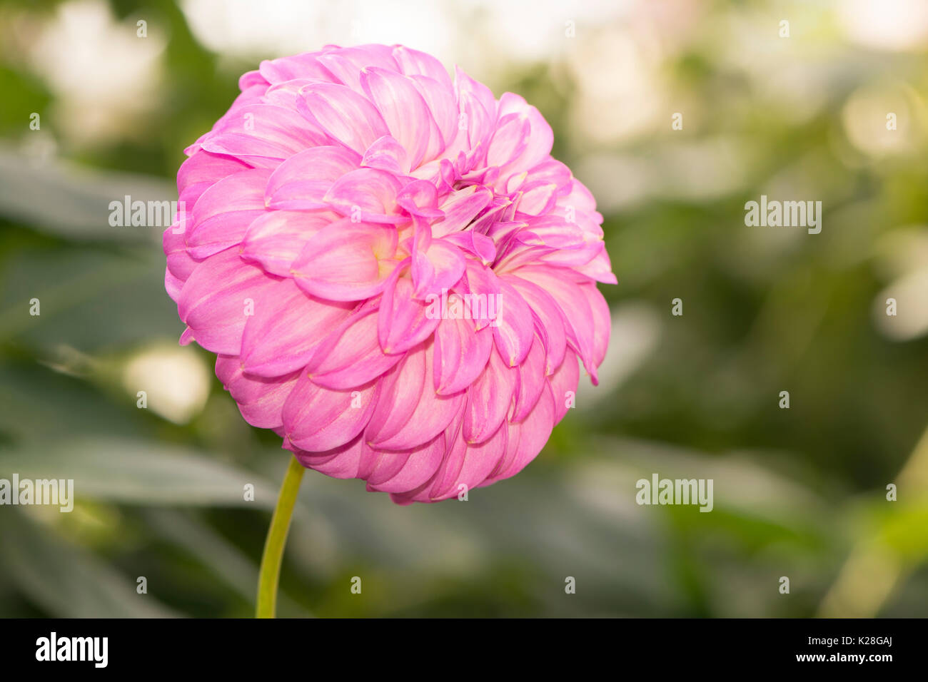 Light pink Bracken Sequel Dahlia single flower facing the right against