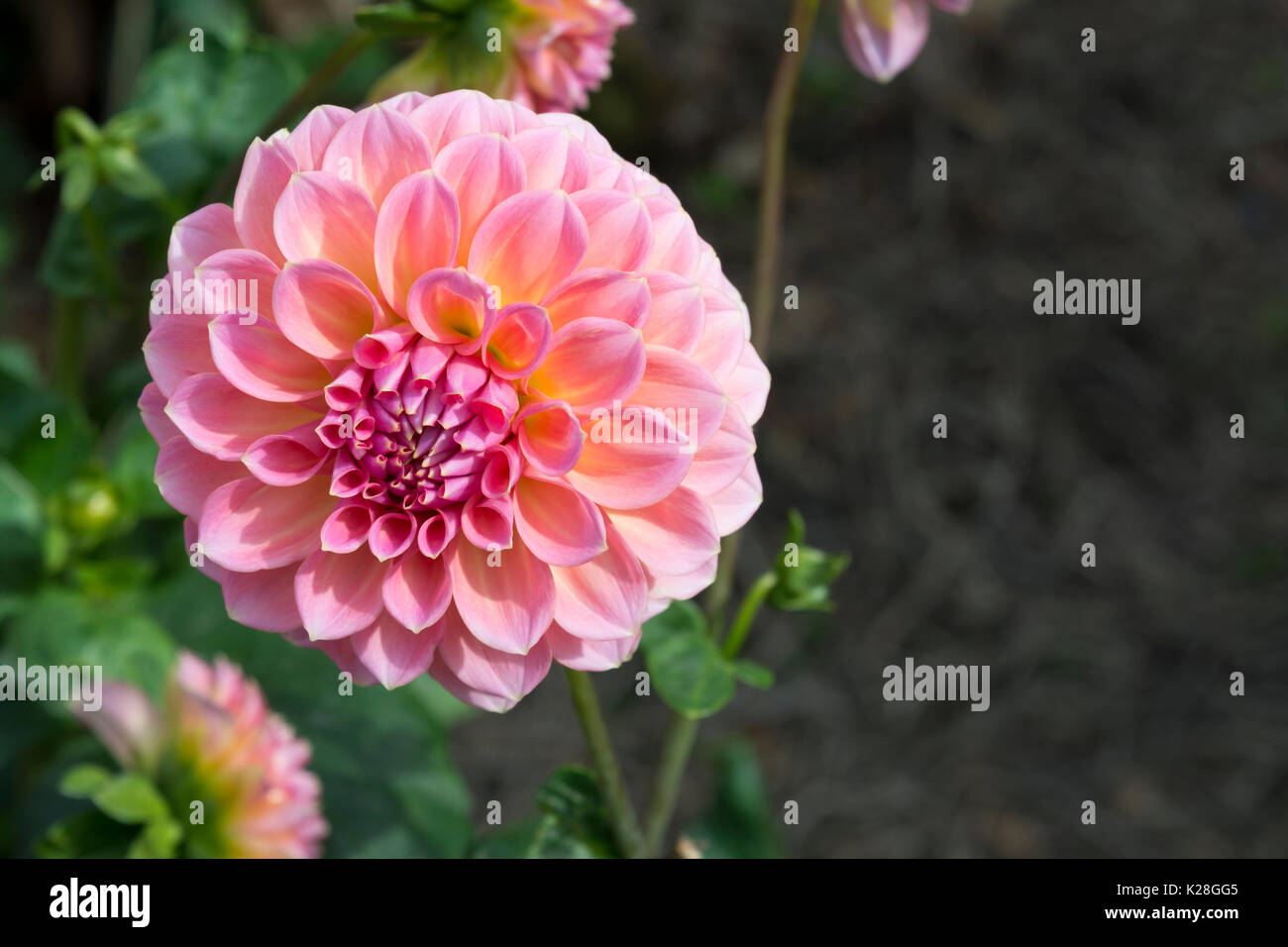 Pink Hillier Tanunda Dahlias growing in a natural garden setting. Primary and shallow focus on just the main flower head. Primary and shallow focus on Stock Photo
