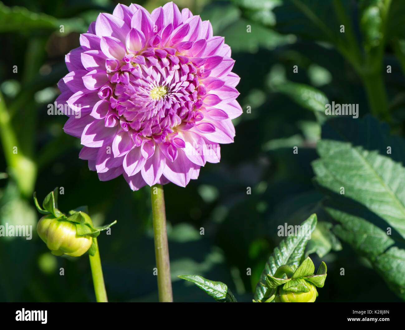 Pink Winkie Pat Dahlias growing in their natural garden setting. Primary focus on the main flower leaving the rest soft. Both blooming and as buds. Stock Photo