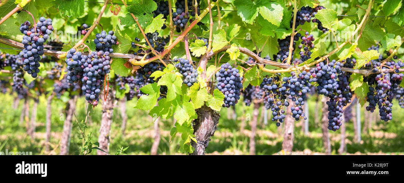 Close up on red black grapes in a vineyard, panoramic background, grape harvest concept Stock Photo