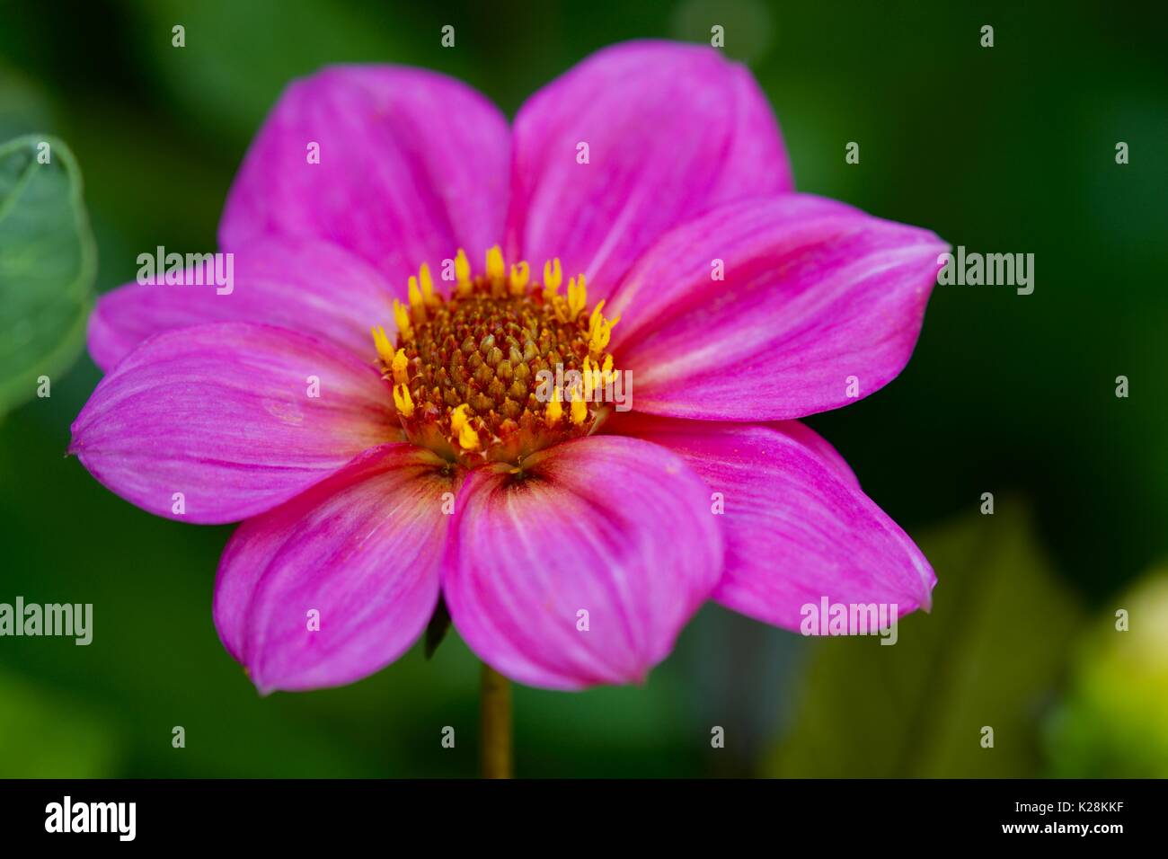 Beautiful bright pink pattern hi-res stock photography and images - Alamy