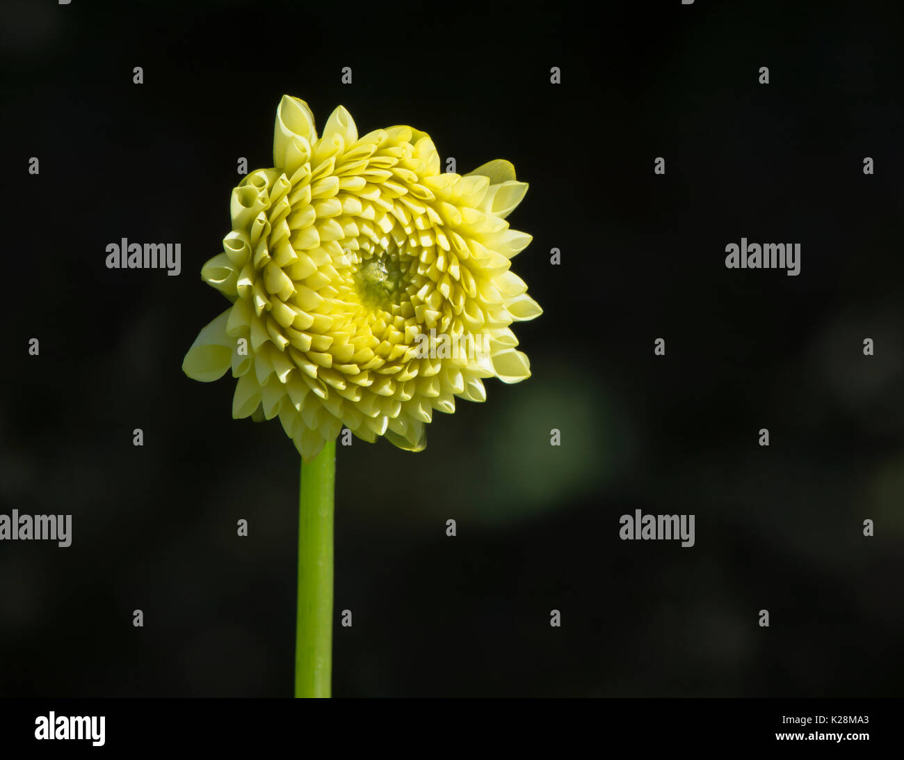 Pastel yellow Lemon Zing Dahlias newly blooming and growing in the natural setting of a garden. Shallow focus on the flower head leaving the rest soft Stock Photo