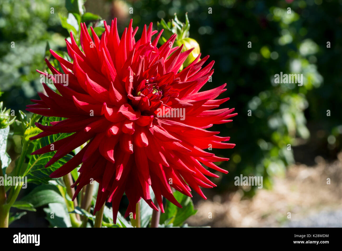 Full flower head of a Red Scarborough 2000 Dahlia categorised as a Red Medium Cactus dahlia. Growing in a natural garden setting. Stock Photo