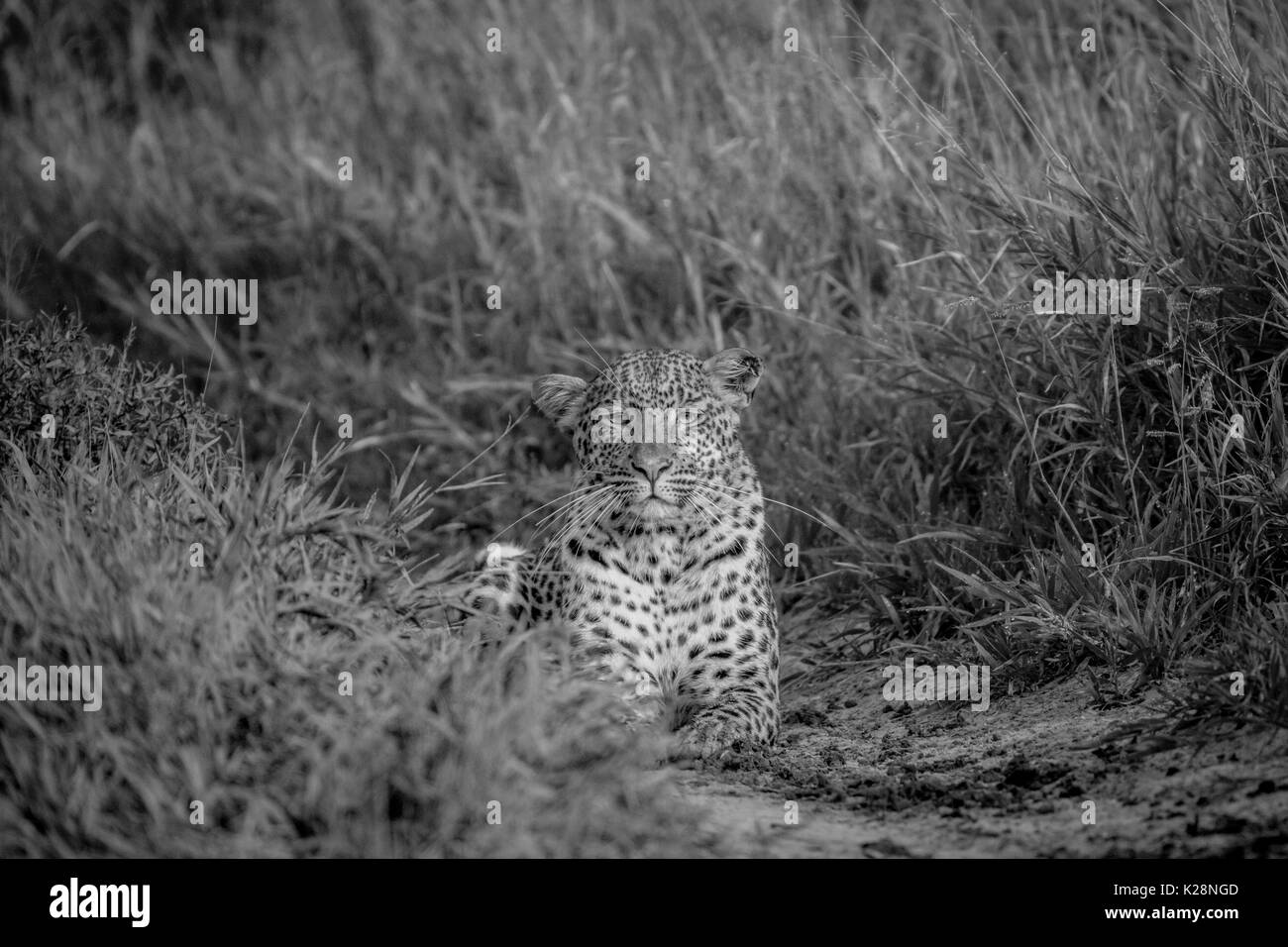 Leopard stalking towards the camera in black and white in the Central ...