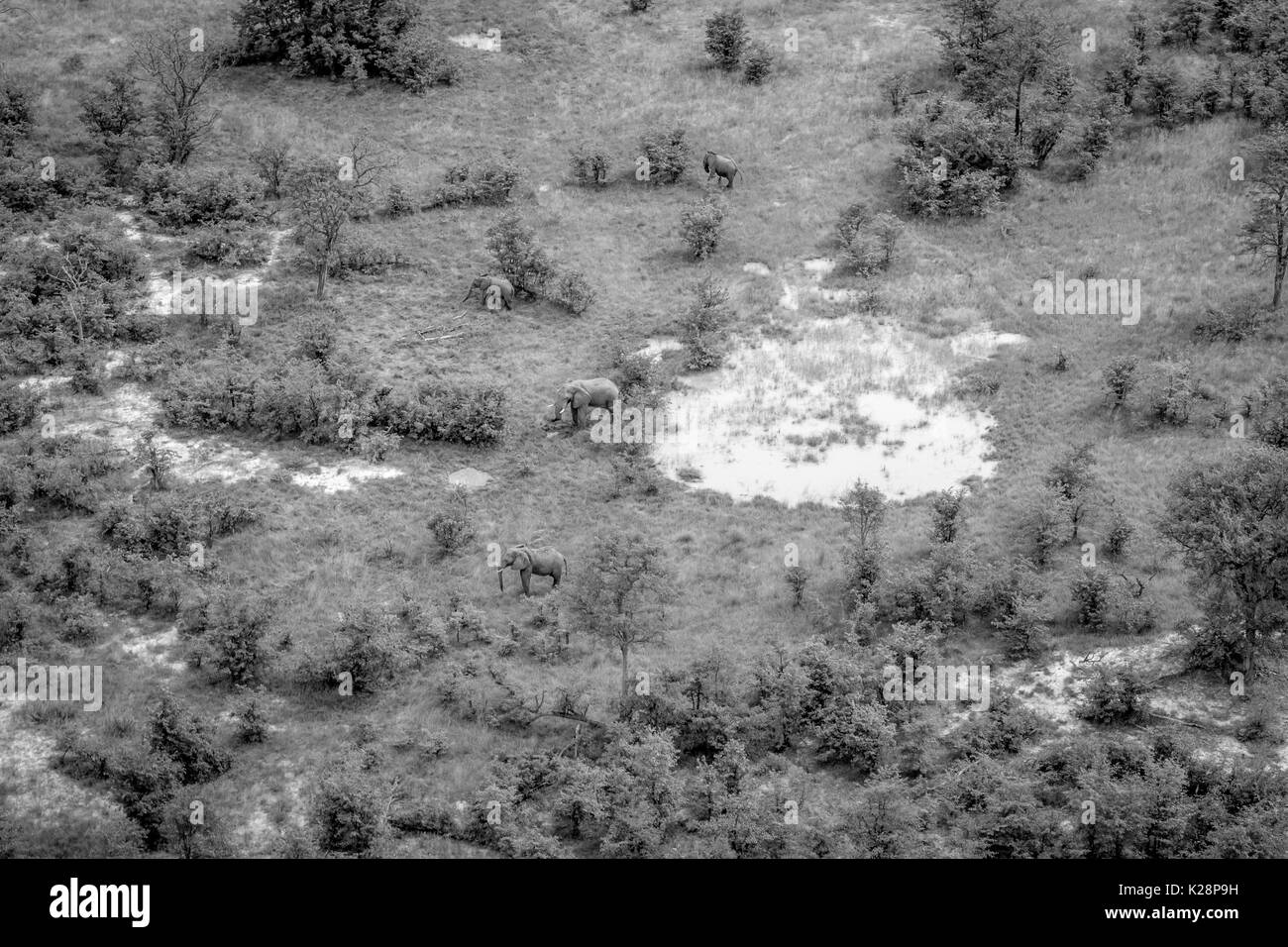 Aerial view of a herd of Elephants in black and white in the Okavango Delta, Botswana. Stock Photo