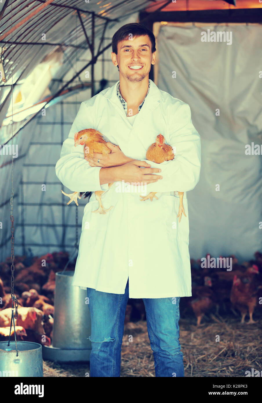 Smiling man veterinarian in white coat holding brown chickens in hands ...