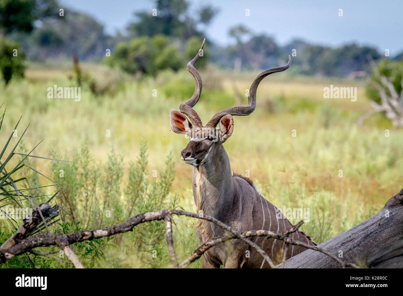 Kudu bull in between high grasses in the Okavango Delta, Botswana. Stock Photo