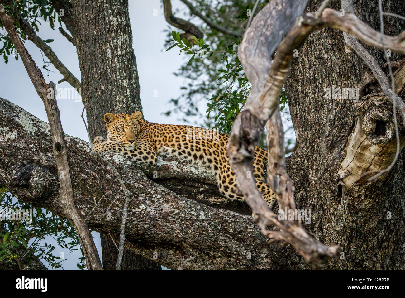 Leopard laying on a branch in the Okavango Delta, Botswana Stock Photo ...
