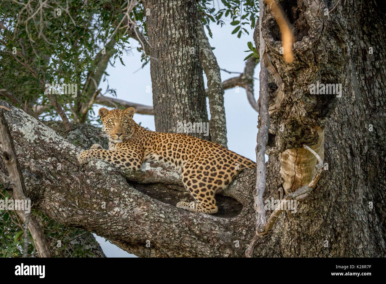 Leopard laying on a branch in the Okavango Delta, Botswana Stock Photo ...