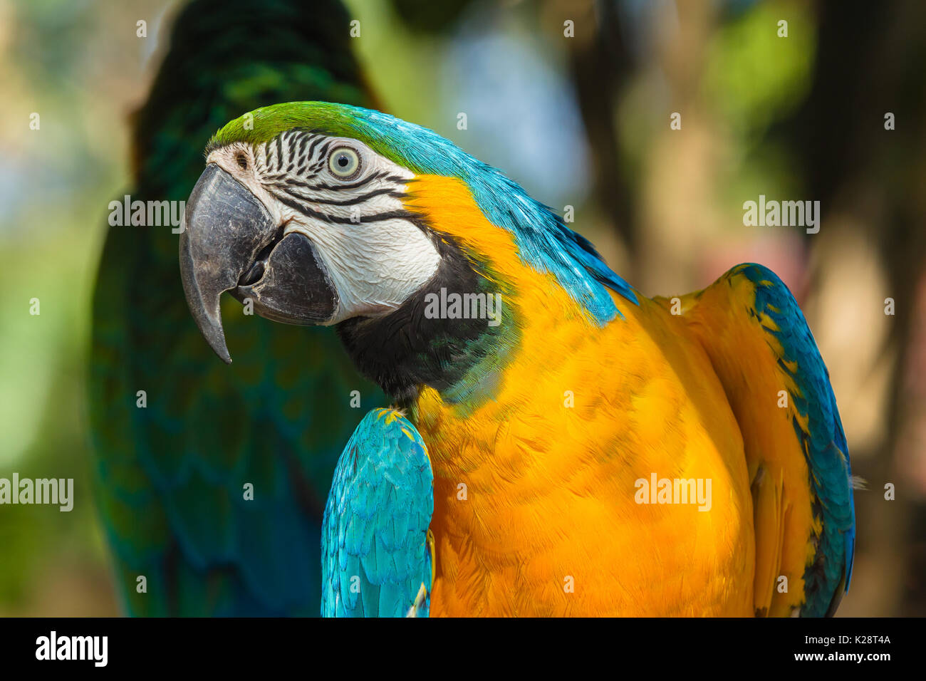 Tropical bird macaw cockatoo parrot closeup feathers colors detail photo. Stock Photo