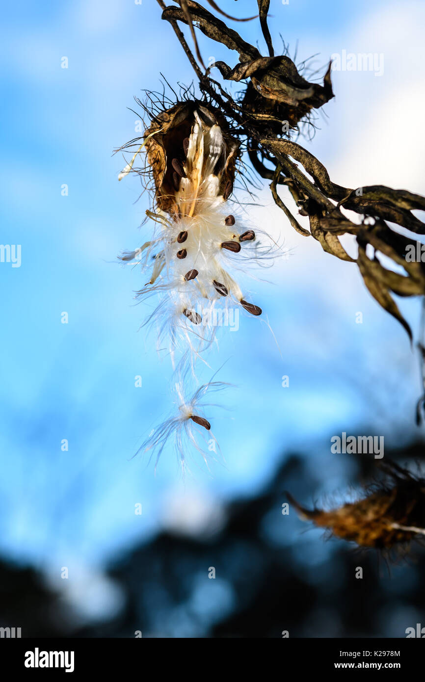 Seed dispersal of Swan Plant by the wind Stock Photo