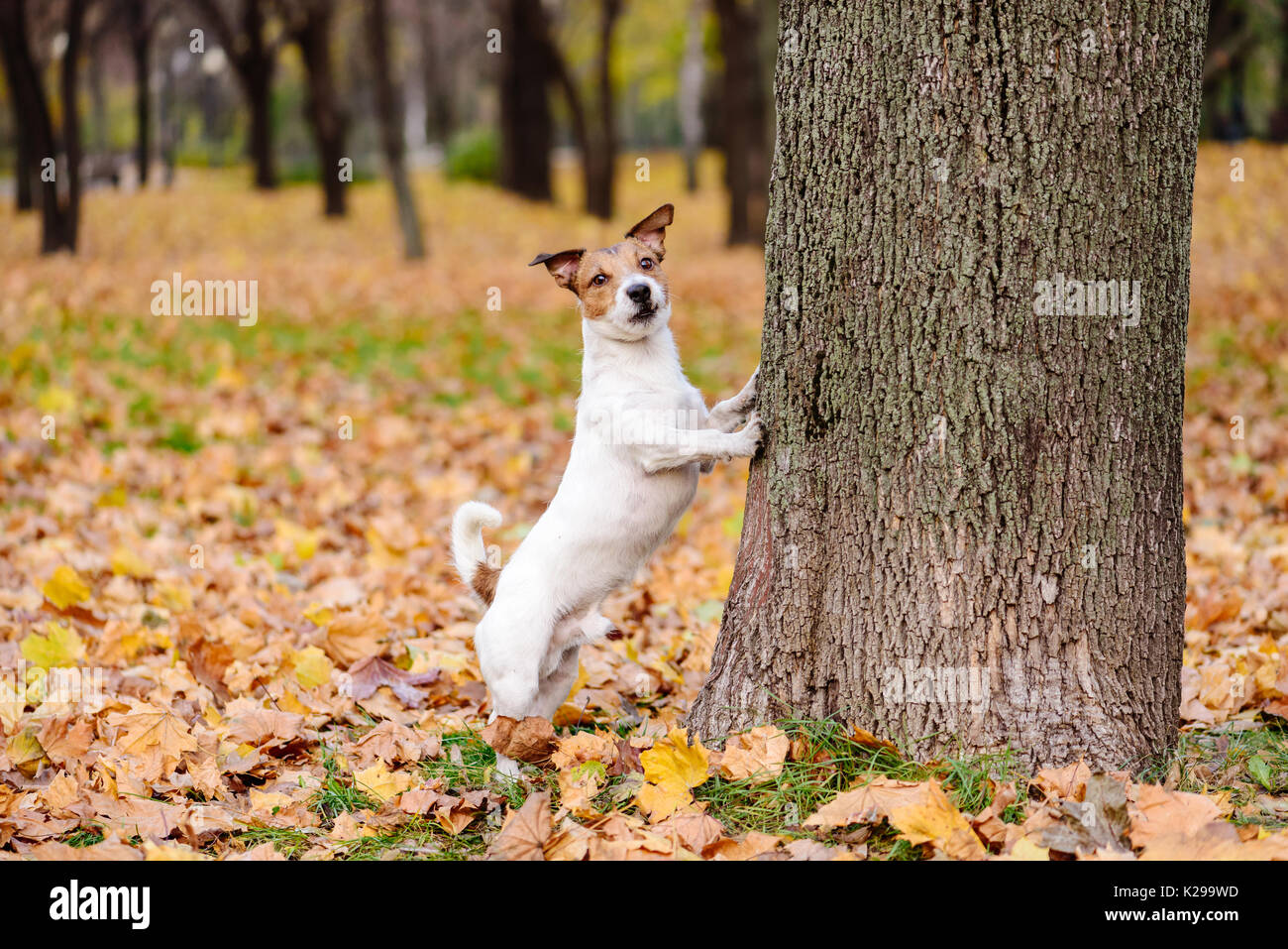 Dog standing up on hind legs hi-res stock photography and images - Alamy