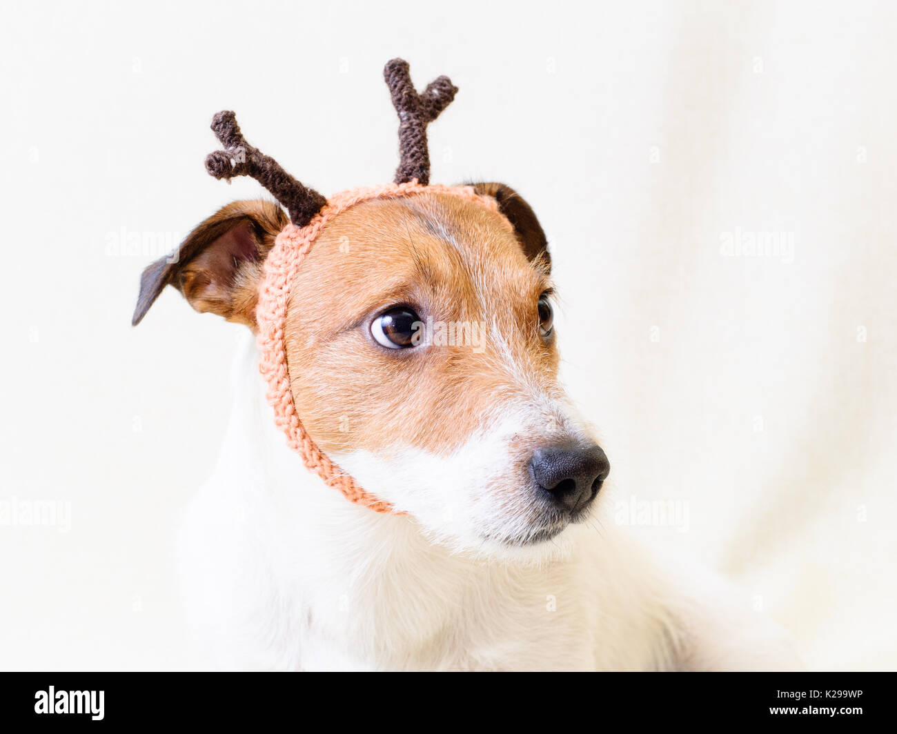 New Year and Christmas costume of reindeer on dog Stock Photo Alamy