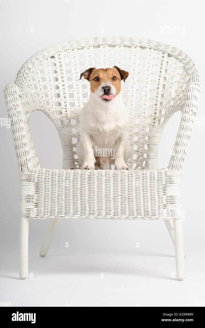 Dog sitting on chair at studio teases photographer Stock Photo - Alamy