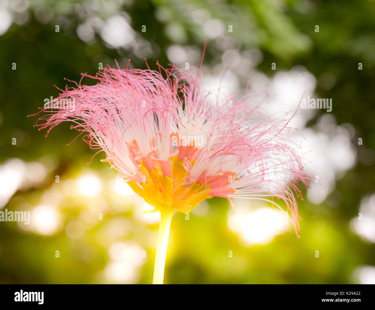 silk tree flower ,look beautiful and soft Stock Photo Alamy