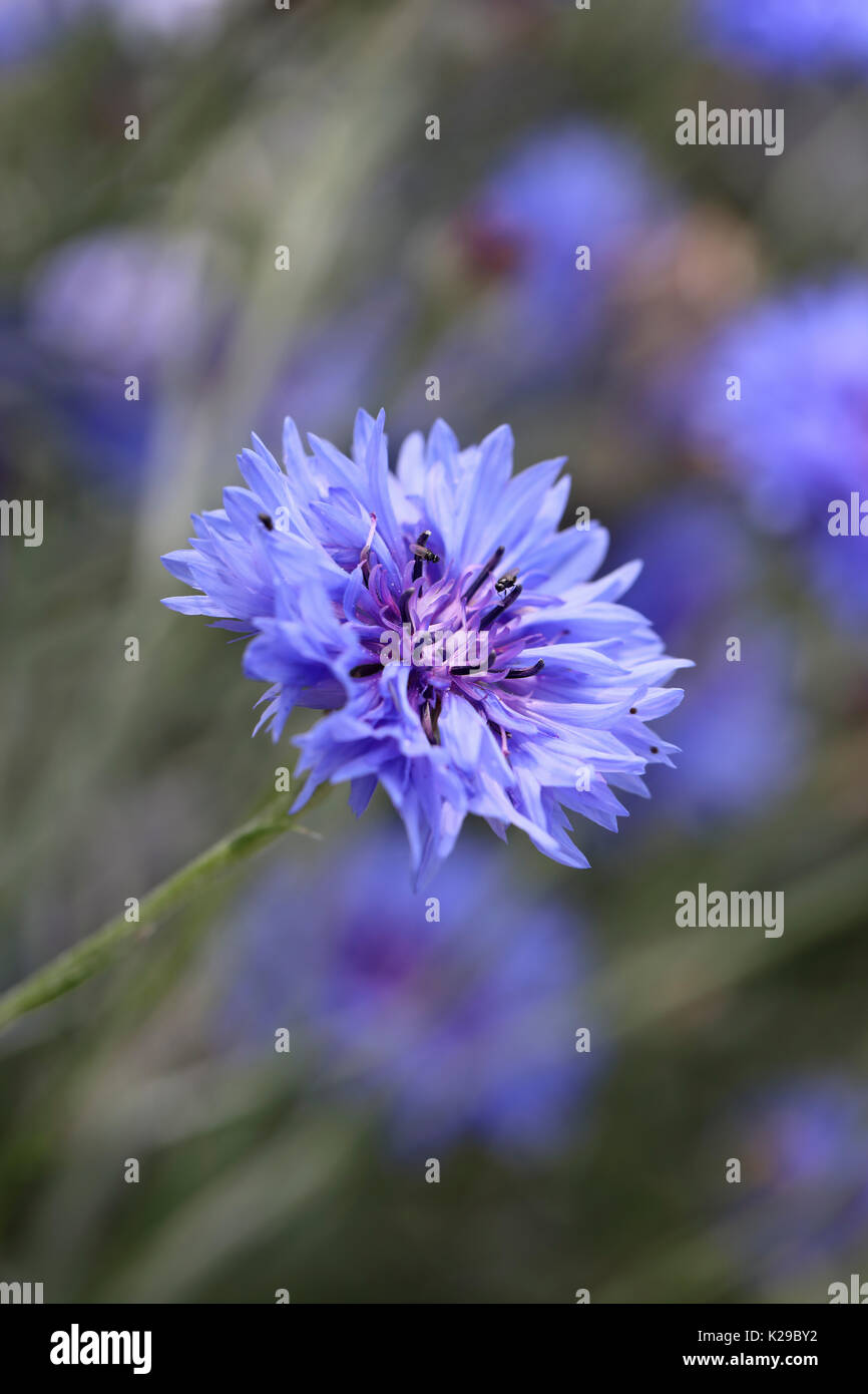 Close up of Cornflower 'Blue Boy' flowering in an English garden, England, UK Stock Photo
