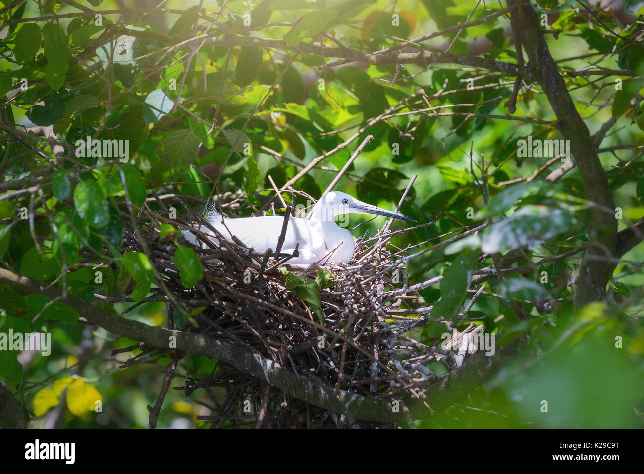 The white stork are building their nests with dry straws in the forest. They live in herds and need to be preserved in the natural world Stock Photo
