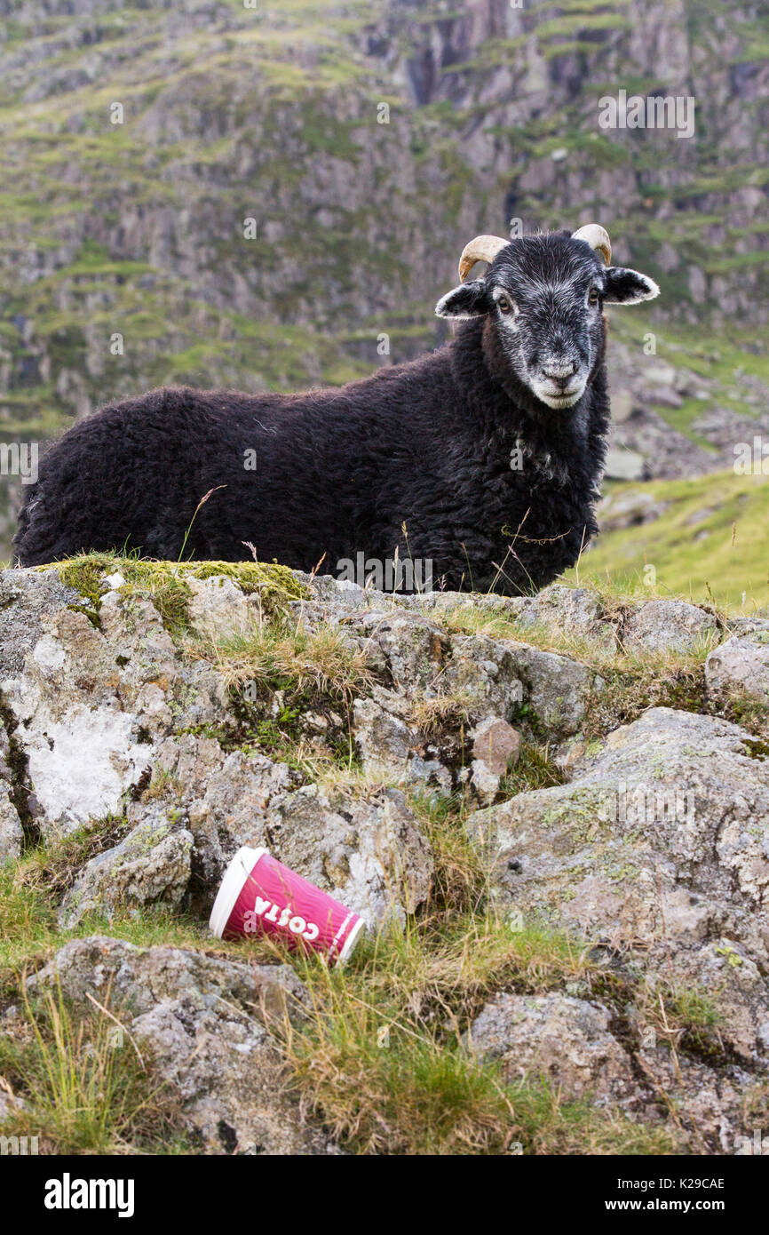 A Herdwick lamb next to a Costa takeaway coffee cup discarded by some brainless idiot, half way up Red Screes in the Lake District, UK. Stock Photo