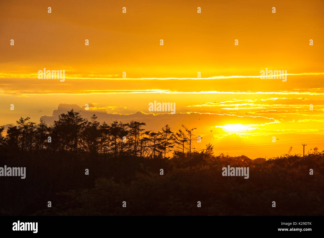 Sunset over a planation in Cley on the North Norfolk coast, UK. Stock Photo