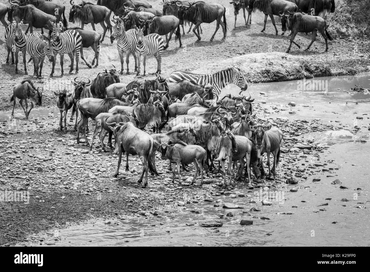 Herd of blue wildebeest (Connochaetes taurinus) and plains zebra (Equus burchellii) nervously stand by the River Mara for crossing, Masai Mara, Kenya Stock Photo