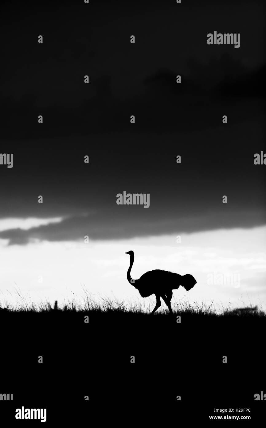 Male ostrich (Struthio camelus) silhouetted on the horizon at sunset, Masai Mara, Kenya, in monochrome Stock Photo