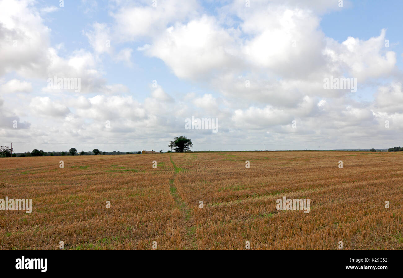 A country landscape with footpath across a field of stubble in North Norfolk at Felmingham, Norfolk, England, United Kingdom. Stock Photo