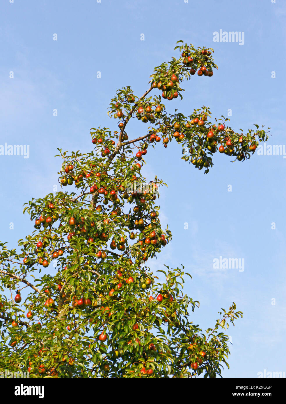 A traditional heavy fruiting Robin Pear, Pyrus communis, tree in summer. Stock Photo