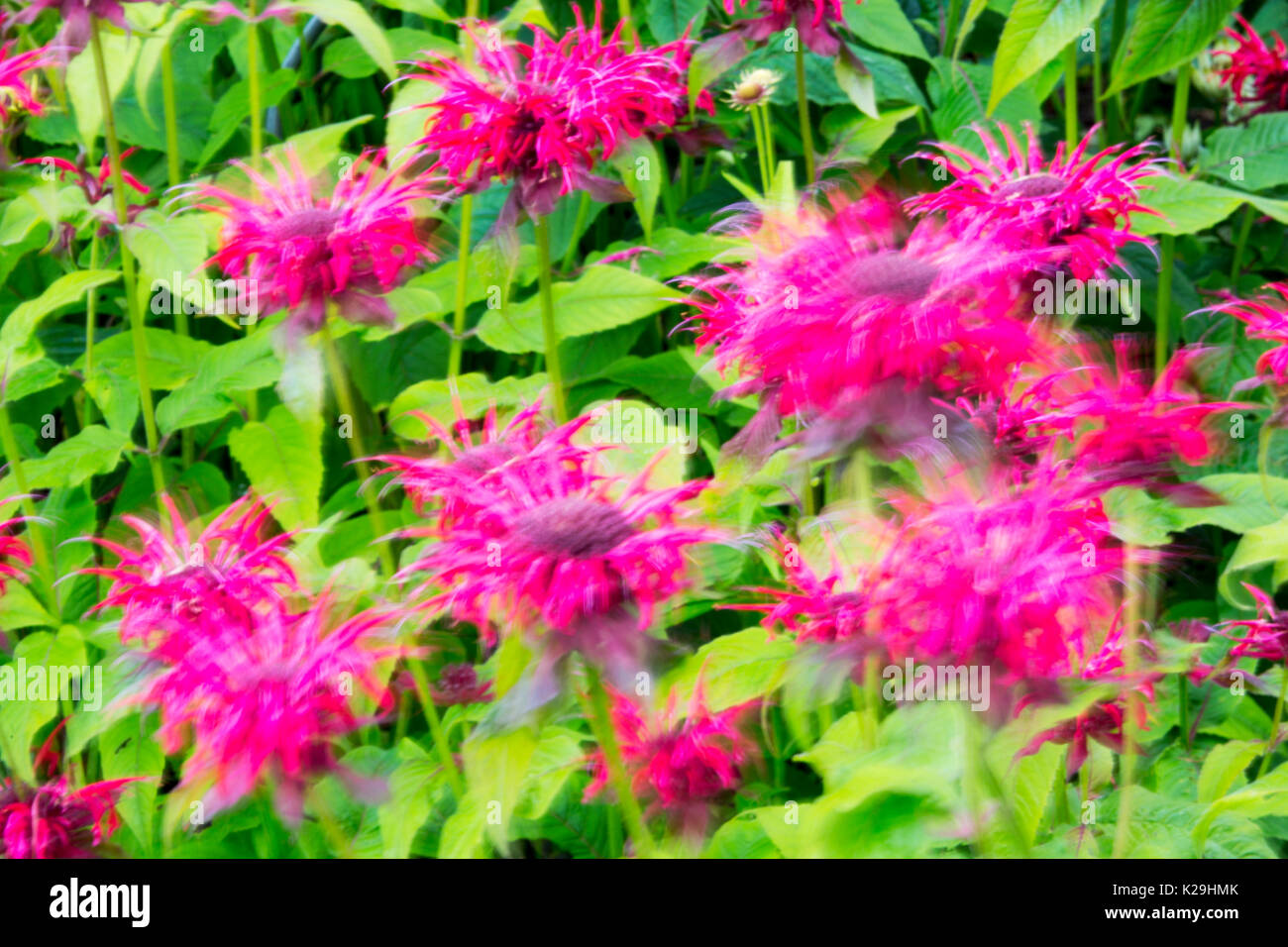 Summer flowers blowing in the wind in a garden, Clitheroe, UK. Stock Photo